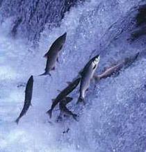 salmon_upstream